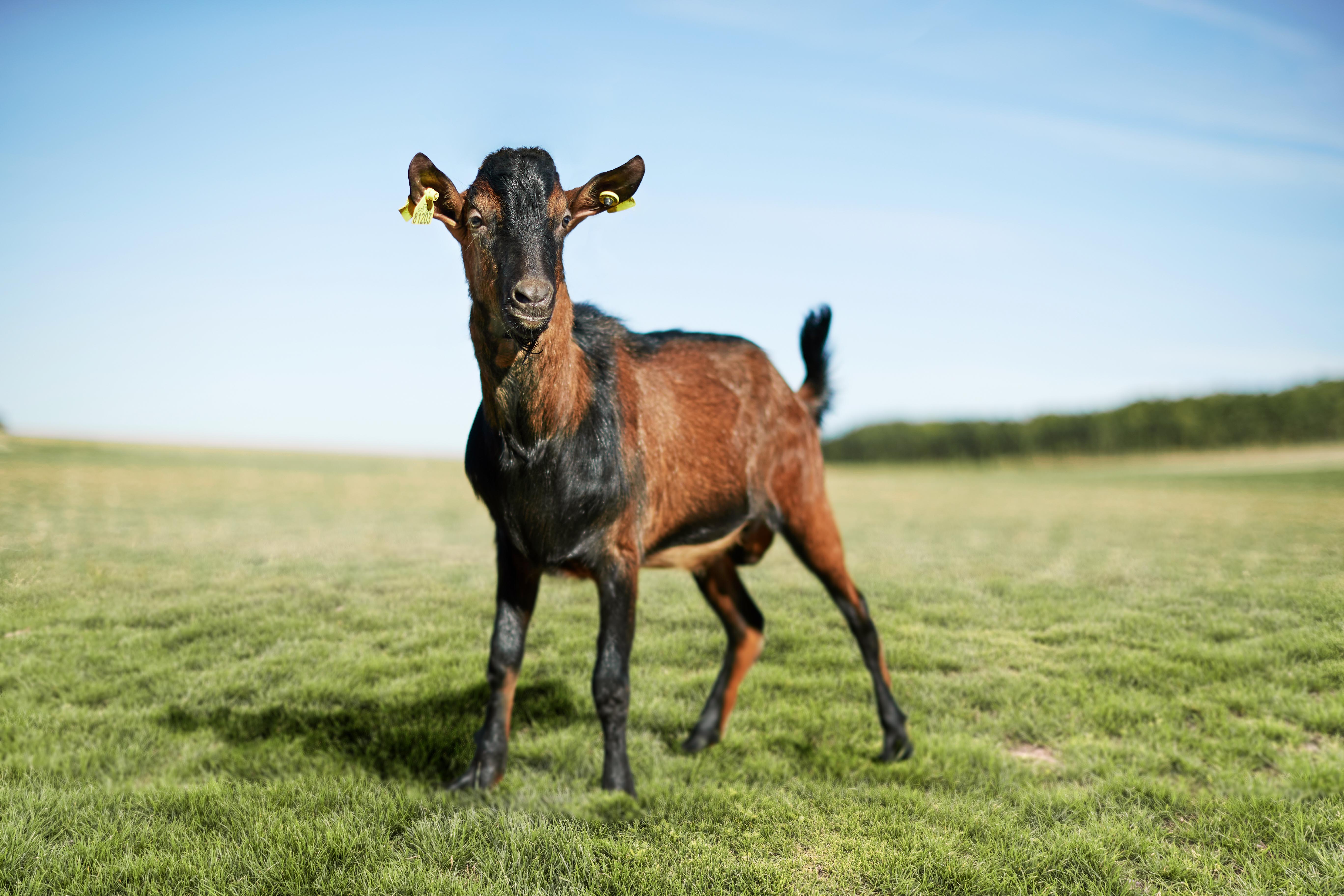 Boucs Alpins et Saanens disponibles